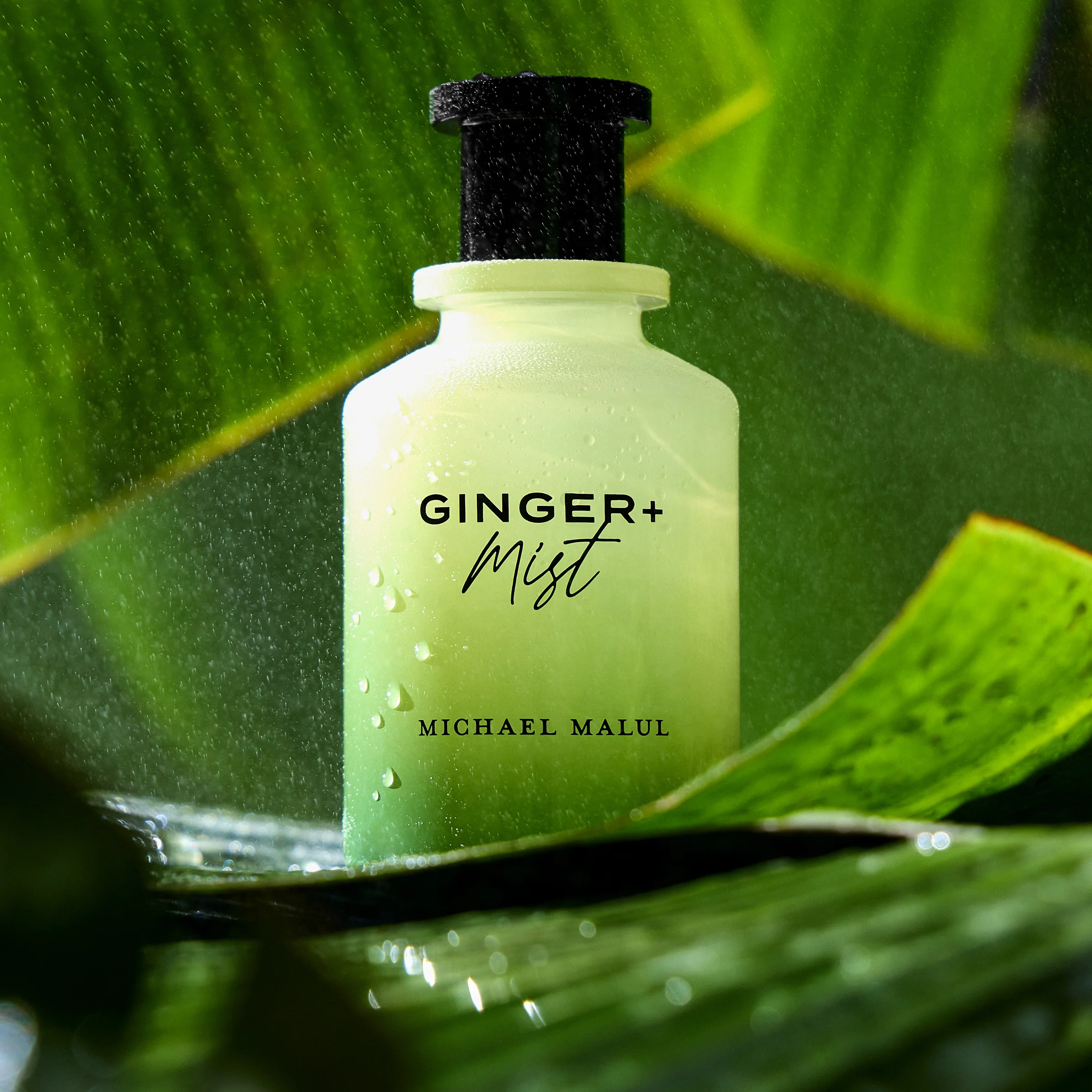 Ginger+Mist - Image 5